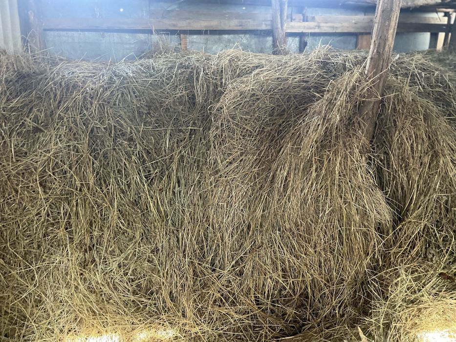 Продам сіно.