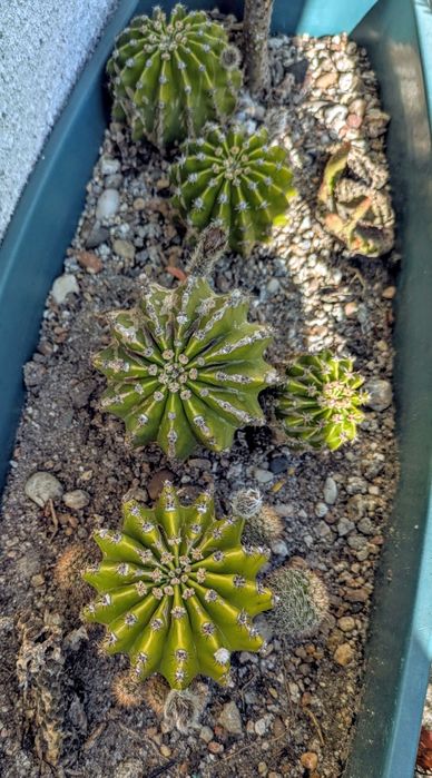 Plantas , catos, suculentas, protea, leucadendro