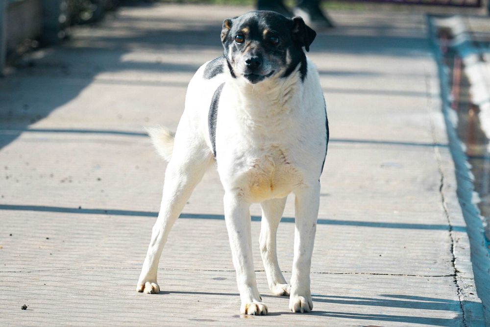 BERNO - niewielki starszy piesek
