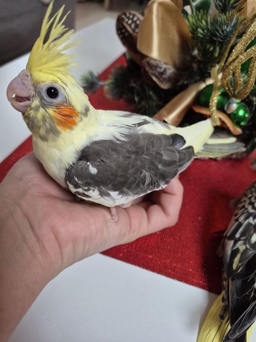 Papuga nimfa oswojona