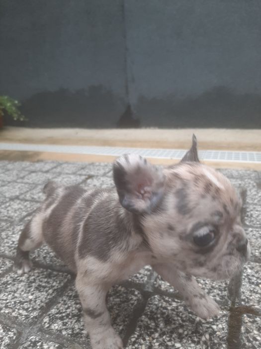Buldog Francês Isabella Merlle