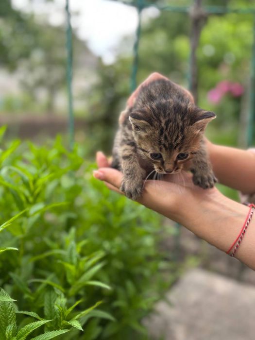Кошенята в гарні руки безкоштовно