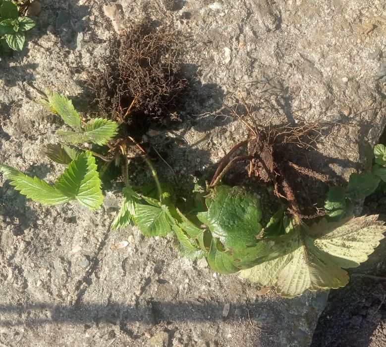 Sadzonki truskawki kaszubskie