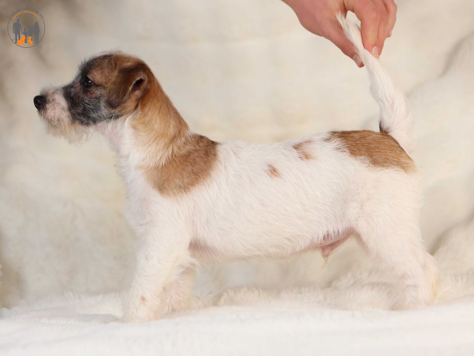 Jack Russell Terrier ZKwP FCI piesek