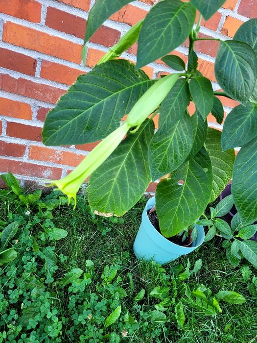 Datura bieluń biały