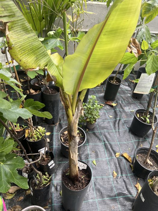 Árvores de fruta Tropical e exóticas