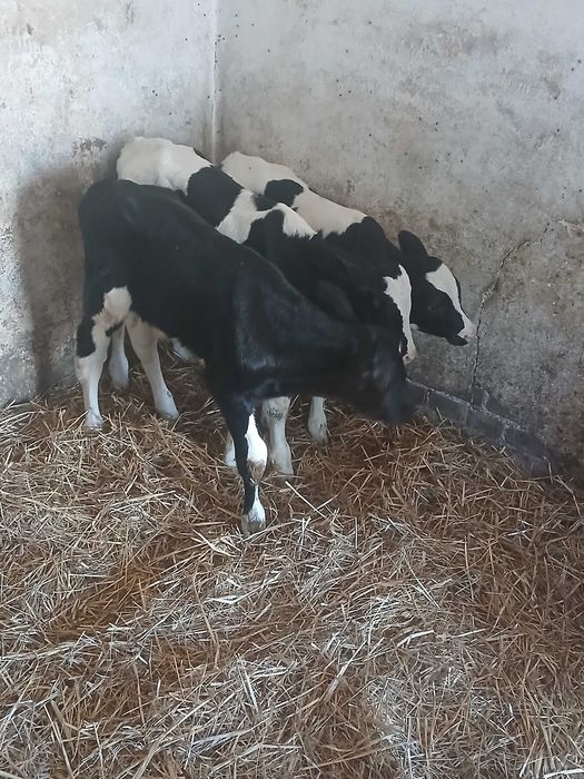 Sprzedam 3 byczki i cieliczke