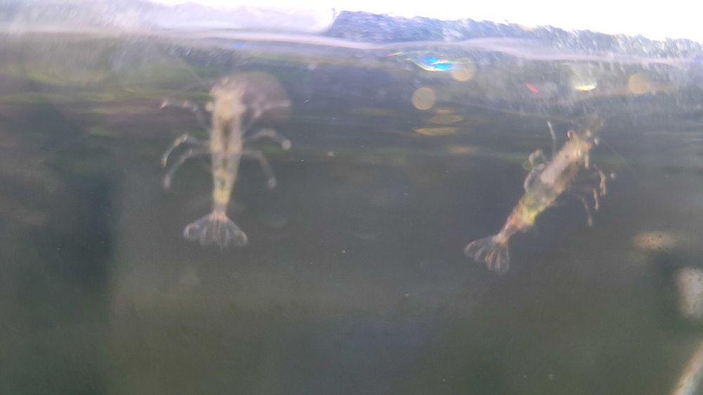 Vendem-se peixes de aquario água doce.