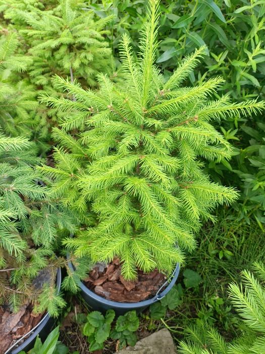 Ялина Європейська, Ель Европейская