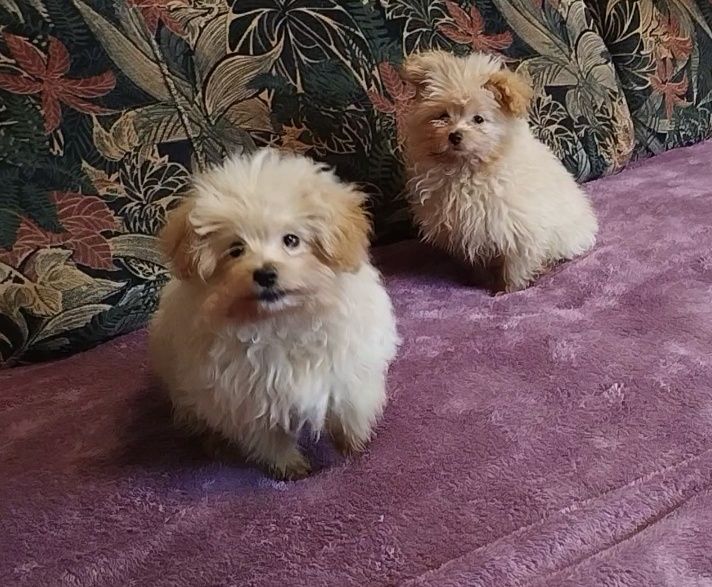 Няшечки ждут именно Вас)