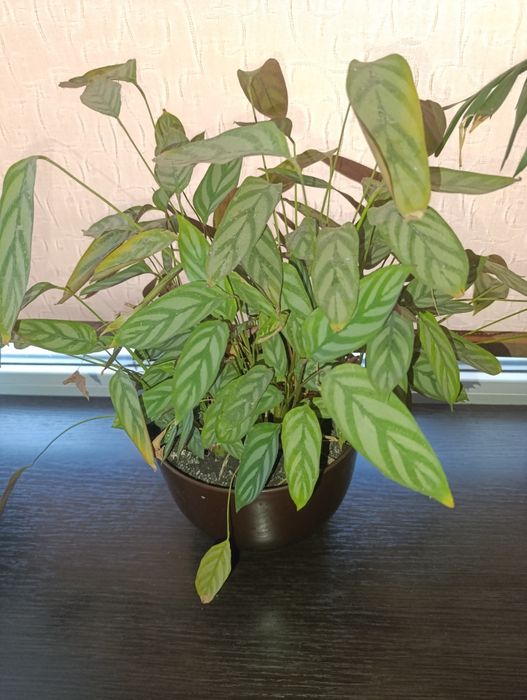 Калатея  в вазоні