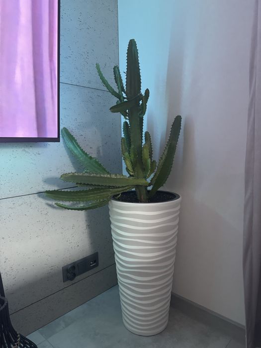 Kaltus kwia durzy piekny