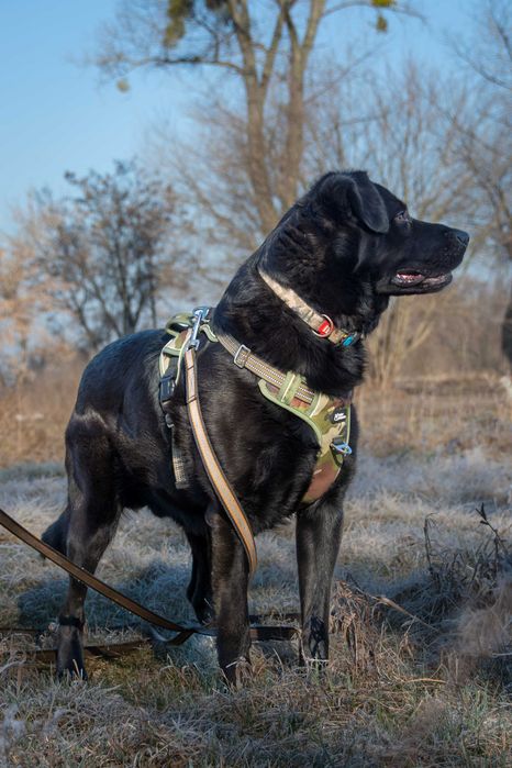 Duży, energiczny, młody, piękny Ragnar wciąż czeka na dom !