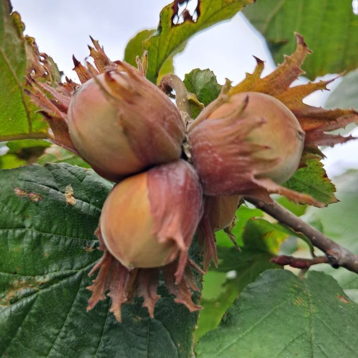 Фундук Саджанці без обману. Саженцы фундука