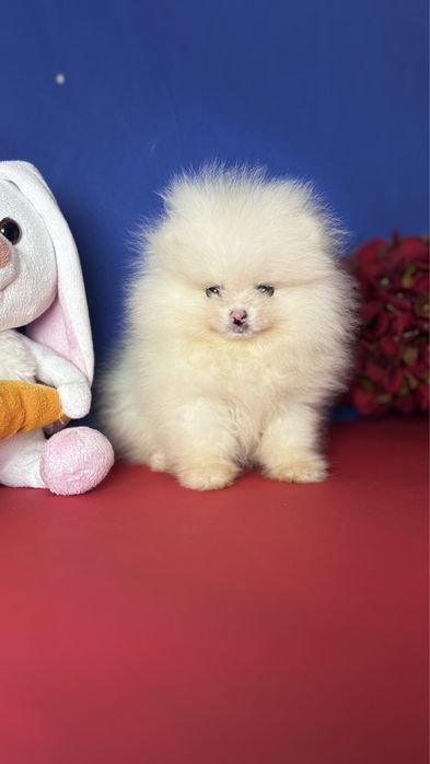 Білоснічка красуня міні