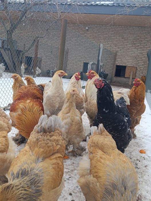 Півень брама лимон,палевоблакитний