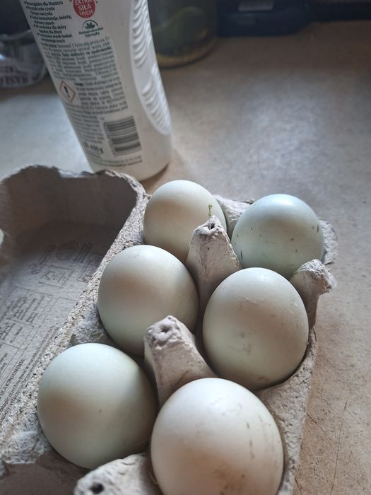 Biegusy jajka legowe