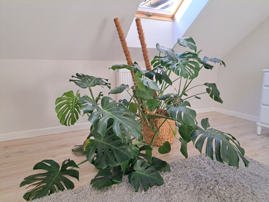 Duża Monstera deliciosa – zdrowa, okazała, piękne liście