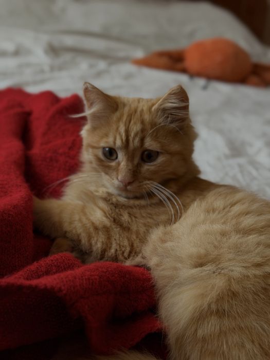 Кошеня котик кіт