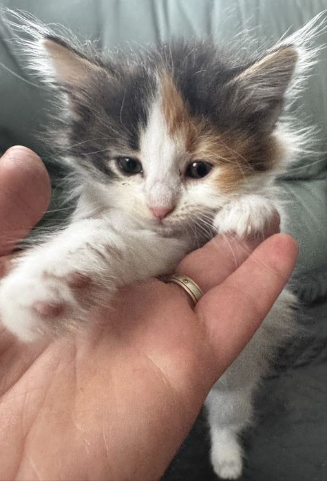 Кошенята, безкоштовно, Хмельницький