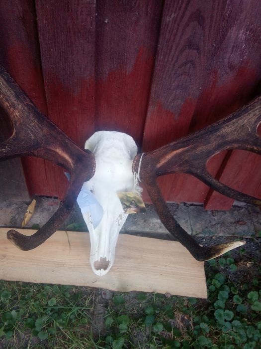 Poroże rogi byk jeleń piękny medalowy wieniec