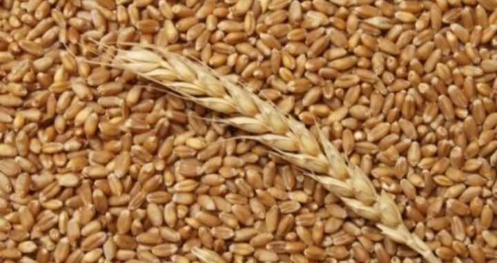 Продам пшеницю нового врожаю