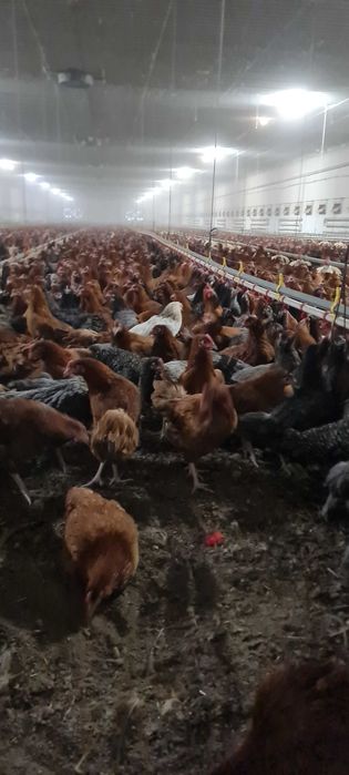 Kury nioski młode Rosa Leghorn z pierwszym jajkiem. Dowóz Gratis.