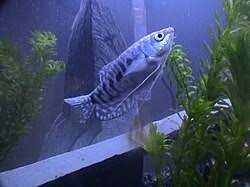 Лабіринтові рибки