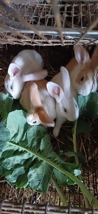 Coelhos de varias cores
