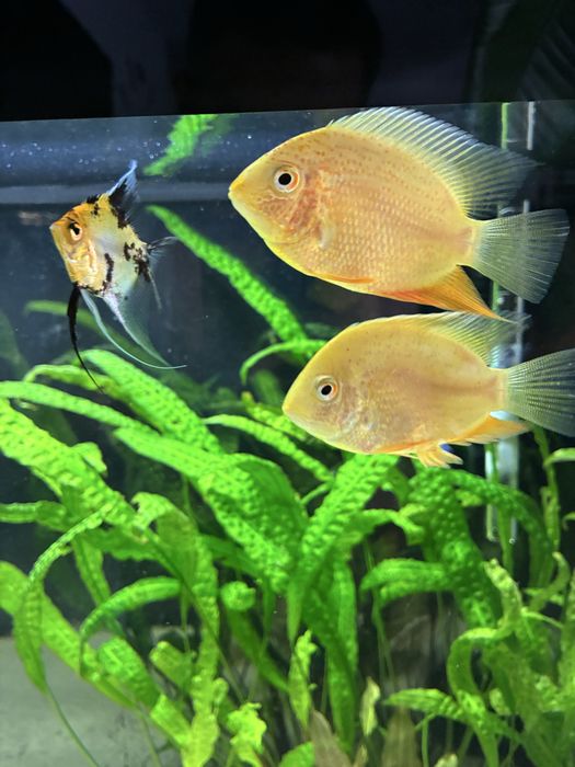 Pielegnice Severum red - samiec i samica