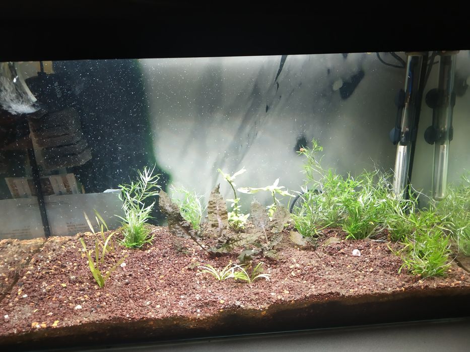 Akwarium 60 l kompletne z wyposazeniem