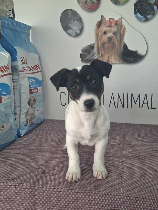 Cachorro Jack Russel TOP