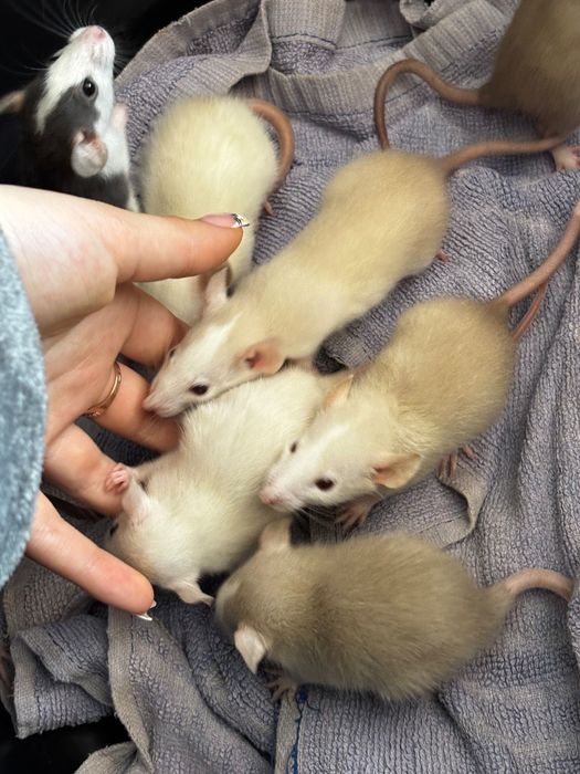 Криси, щури, гризуни