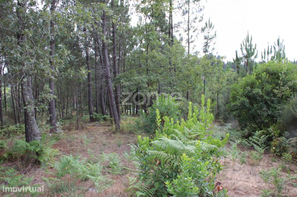 Terreno com pinhal e e mato a 15 minutos de Viseu