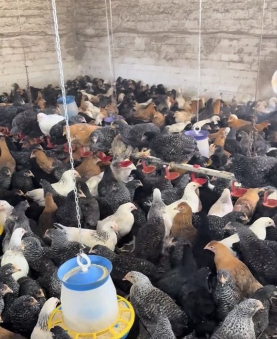 Підрощені курчата