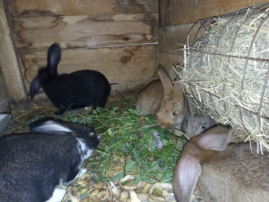 Młode króliki  2-3 miesiące mięsne