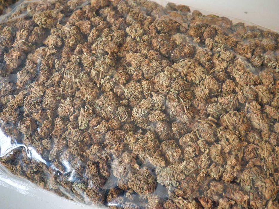 Susz CBD naturalny 1KG