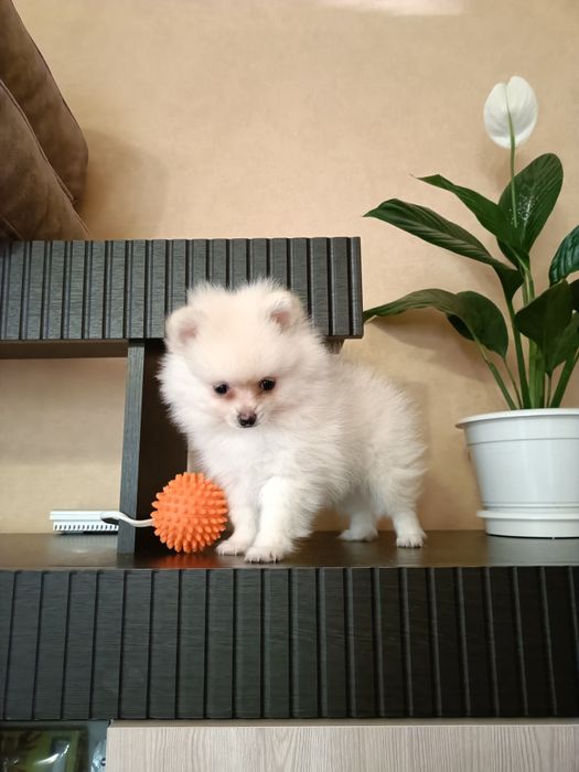 Плюшева біла трійця шукають родину!