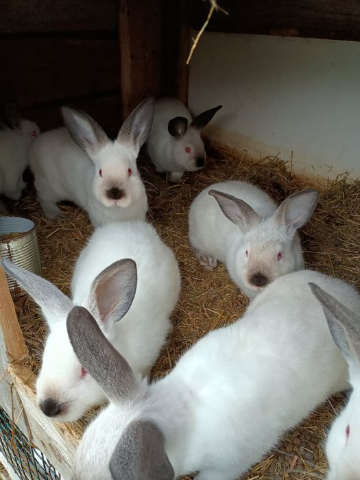 Sprzedam młode króliki Kalifornijskie
