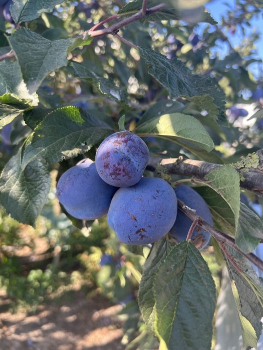 Serviços agricolas e florestais