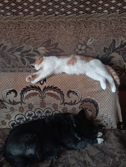 Шикарний котик в люблячу родину