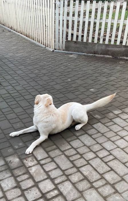 Отдам даром в добрые руки собаку метис лабрадора