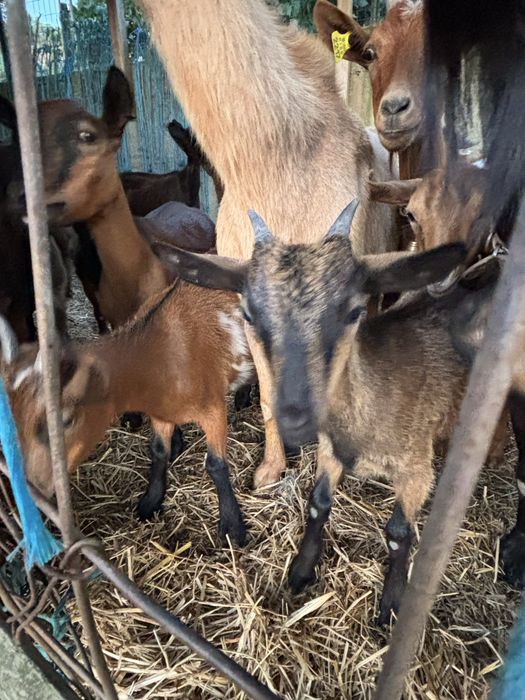 Cabras anãs varias cores