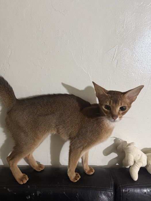 Перевозка животных