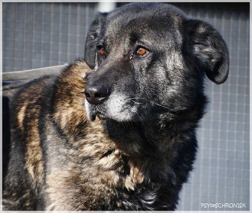 Haps – wielkopies z charakterem – lubi ludzi, potrzebuje przestrzeni