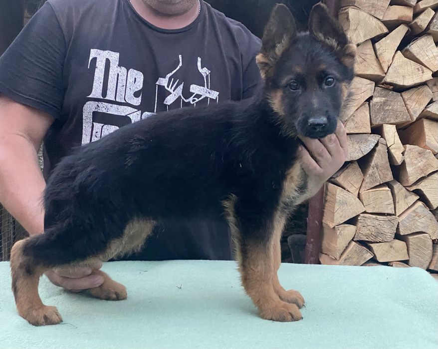 Німецька вівчарка