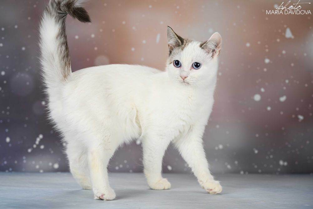 красивый котенок манчкин лонг
