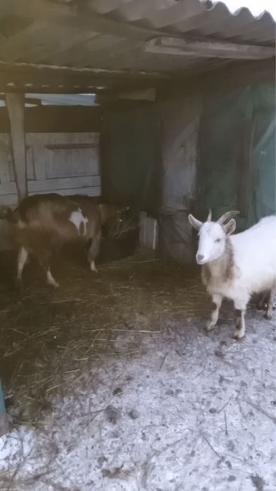 Продаю кози ціна договірна!
