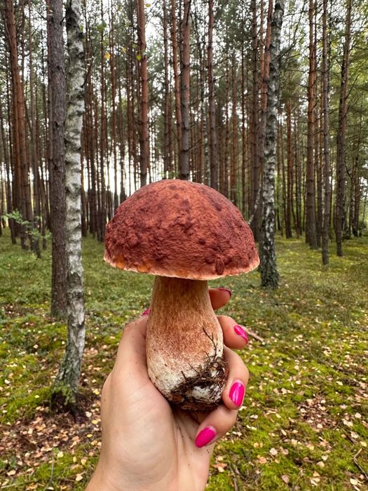 Sprzedam grzyby prawdziwki 35 zł/ kg