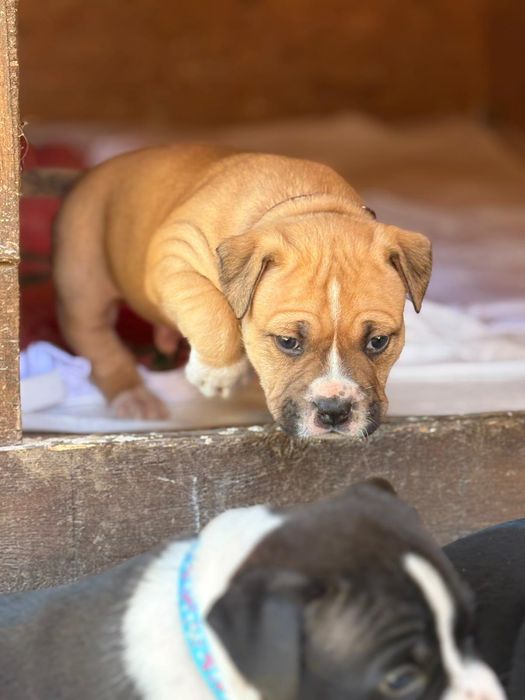 Najmocniejszy samczyk w miocie AMSTAFF ZKWP FCI